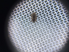 Araneae