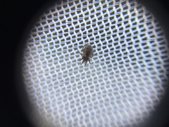 Araneae