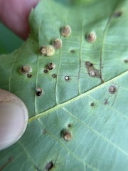 Caryomyia hirtidolium