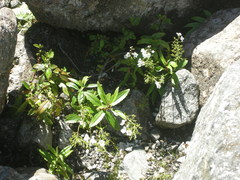 Veronica catarractae