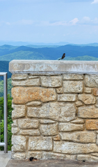 Junco hyemalis carolinensis