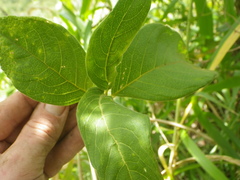 Vangueria infausta