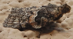 Satole ligniperdalis