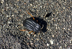 Epipedonota nitida