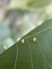 Caryomyia urnula