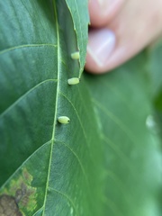 Caryomyia urnula