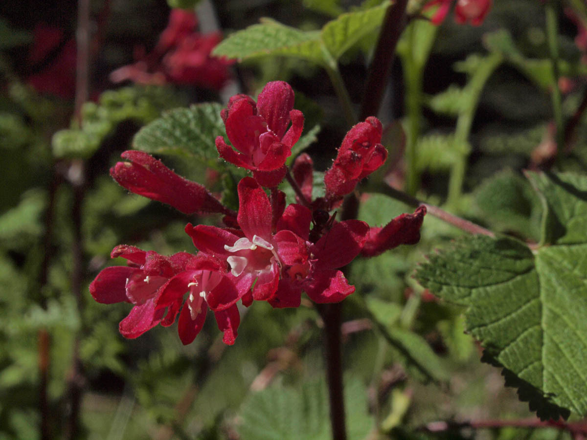 Ribes sanguineum var. sanguineum