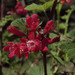 Ribes sanguineum sanguineum - Photo (c) Susan, algunos derechos reservados (CC BY-NC), subido por Susan