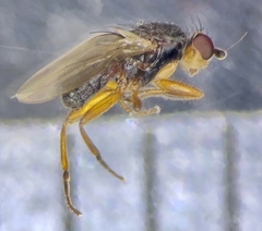 Spelobia ochripes