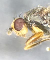 Spelobia ochripes