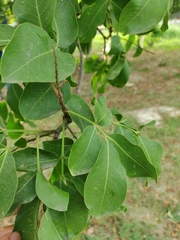 Melicoccus bijugatus