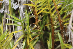 Maxillaria graminifolia