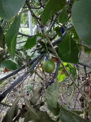 Melicoccus bijugatus