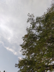 Icterus nigrogularis