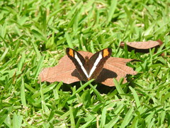 Adelpha basiloides