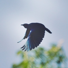 Lamprotornis chloropterus