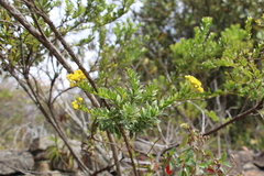 Monticalia corymbosa