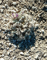 Astragalus phoenix