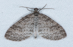 Venusia obsoleta