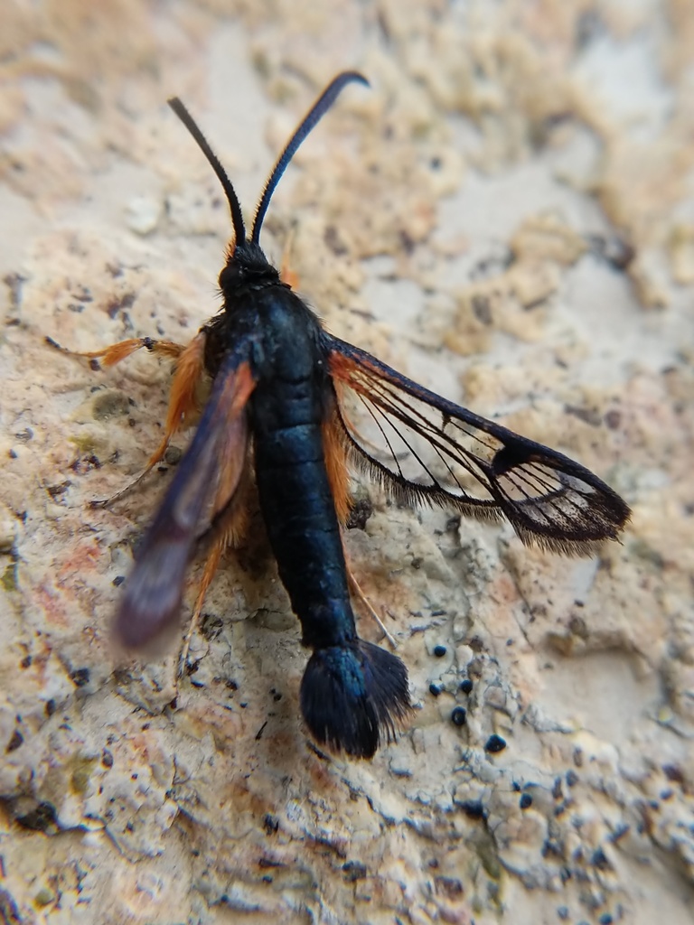 confusing clearwing