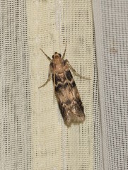 Euzophera pinguis