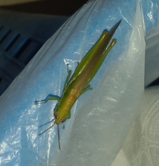 Stenacris vitreipennis