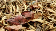 Lobosceliana