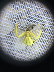 Arthropoda