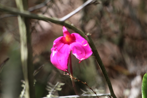 Image of Masdevallia coccinea by (c) Andrés Ramírez-Barrera, some rights reserved (CC BY)
