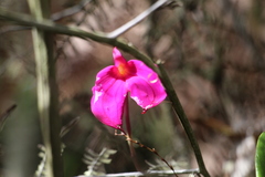 Masdevallia coccinea