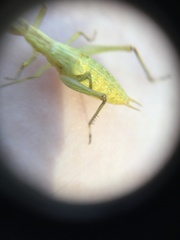 Arthropoda