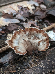 Cymatoderma dendriticum