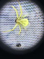 Arthropoda