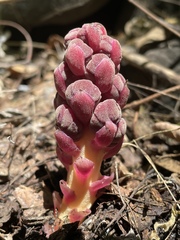 Bdallophytum americanum