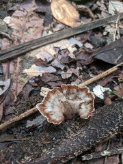 Cymatoderma dendriticum