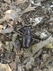 Lucanus capreolus