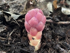Bdallophytum americanum