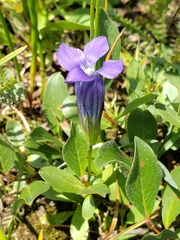 Gentianopsis thermalis