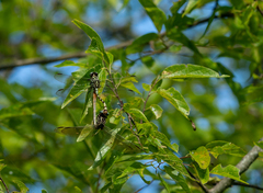 Aphylla angustifolia