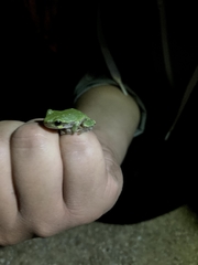 Hyla versicolor