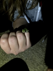 Hyla versicolor