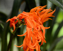 Brassia aurantiaca