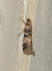 Euzophera pinguis