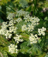 Ligusticum porteri