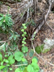 Ozomelis stauropetala