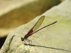 Hetaerina vulnerata