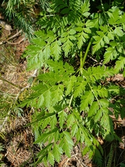 Ligusticum porteri