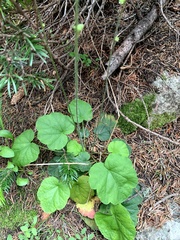 Ozomelis stauropetala