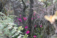 Masdevallia coccinea