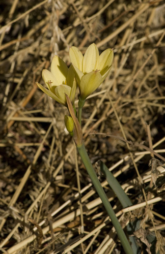 Zephyranthes araucana, photograph 3